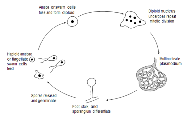 1407_Life cycles in Amoebozoa 1.png
